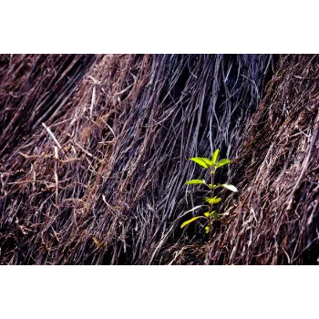 Natural Dried Tulsi Leaves